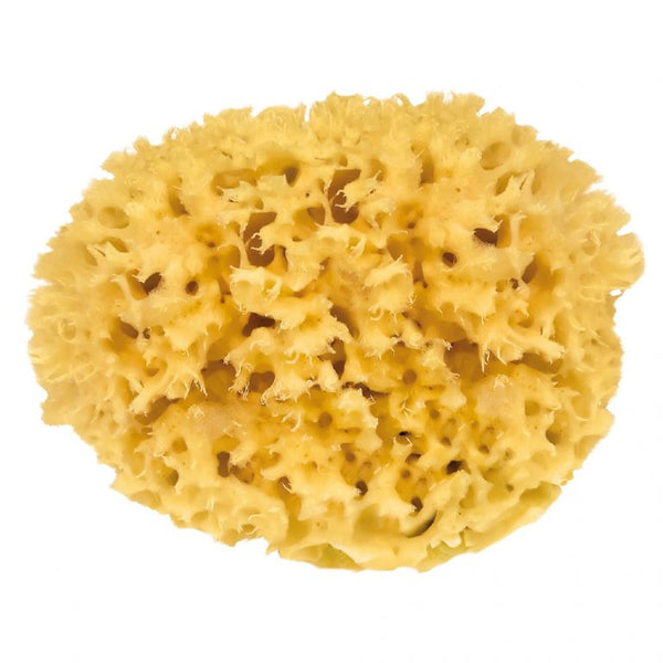 Multi-purpose Greek Sponge For Gentle Bathing And Cleaning Natural Sea  Sponges For Bathing